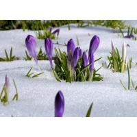 2273_0472 Frühlingsboten im Schnee - Krokusblüten, Eiskristalle. | Fruehlingsfotos aus der Hansestadt Hamburg; Vol. 2